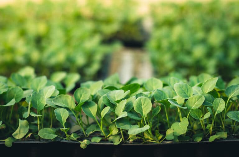 Vue rapprochée de petites plantes vertes type trèfle formant un tapis naturel et lumineux