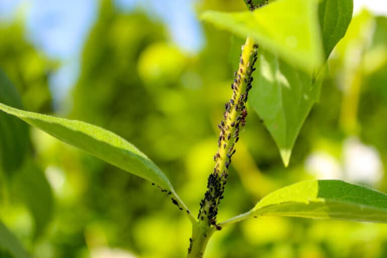 Pucerons présents sur un plant dans un jardin potager ou fleuri.